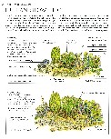 country_garden_07.jpg