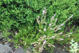s5_11126.jpg