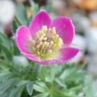 anemone_01.jpg