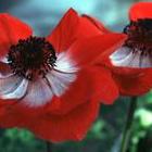 anemone_03.jpg