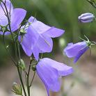 campanula_01.jpg